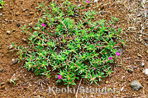 پورتولاکا پیلوسا / گل ناز پرزدار